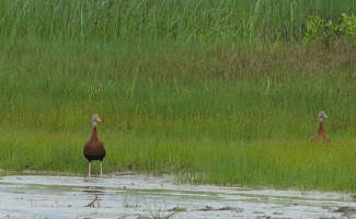 Black-bellied Whistling Ducks